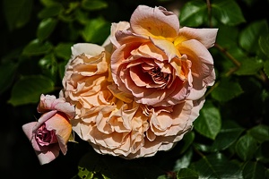 rosa centifolia 2022.22 rt