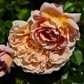 rosa centifolia 2022.22_rt.jpg