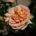 rosa centifolia 2022.23 rt