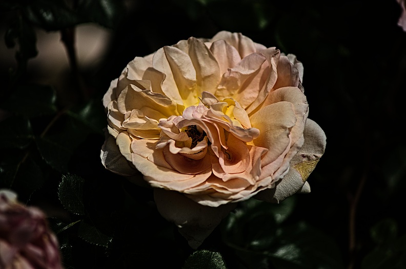 rosa centifolia 2022.24_rt.jpg