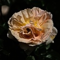 rosa centifolia 2022.24 rt