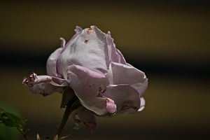 rosa centifolia 2022.25 rt