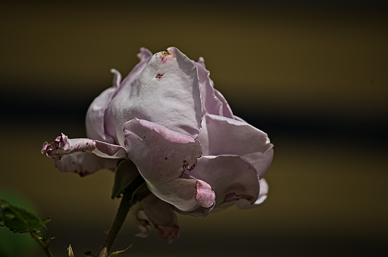 rosa centifolia 2022.25_rt.jpg