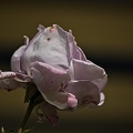 rosa centifolia 2022.25 rt