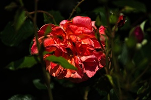 rosa centifolia 2022.26 rt