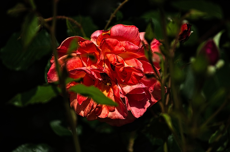 rosa centifolia 2022.26_rt.jpg
