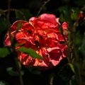 rosa centifolia 2022.26_rt.jpg