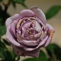 rosa centifolia 2022.27 rt