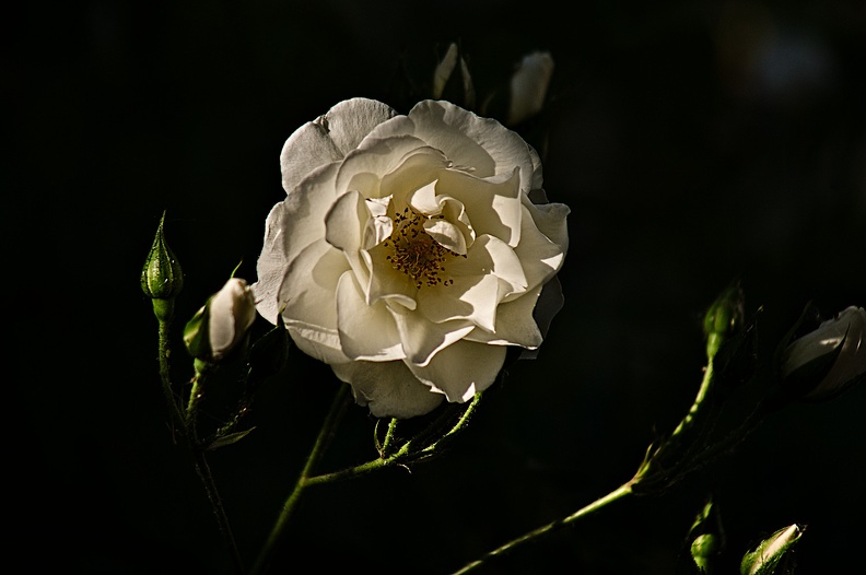 rosa centifolia 2022.28_rt.jpg