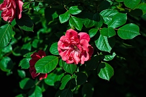 rosa centifolia 2022.29 rt
