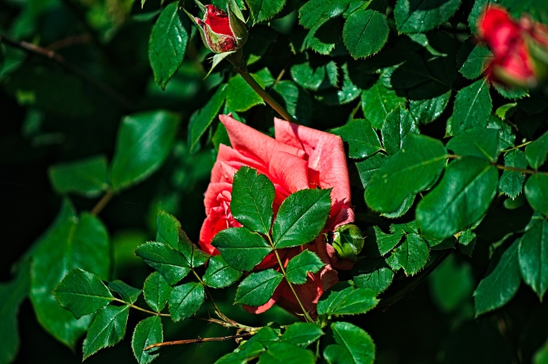 rosa centifolia 2022.30_rt.jpg