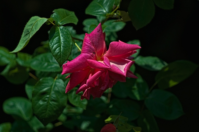 rosa centifolia 2022.32_rt.jpg