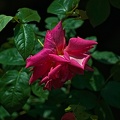 rosa centifolia 2022.32 rt