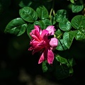 rosa centifolia 2022.33 rt