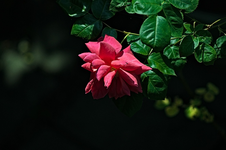 rosa centifolia 2022.34_rt.jpg