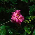 rosa centifolia 2022.35 rt