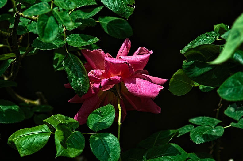 rosa centifolia 2022.36_rt.jpg