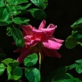 rosa centifolia 2022.36_rt.jpg