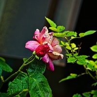 rosa centifolia 2022.38 rt