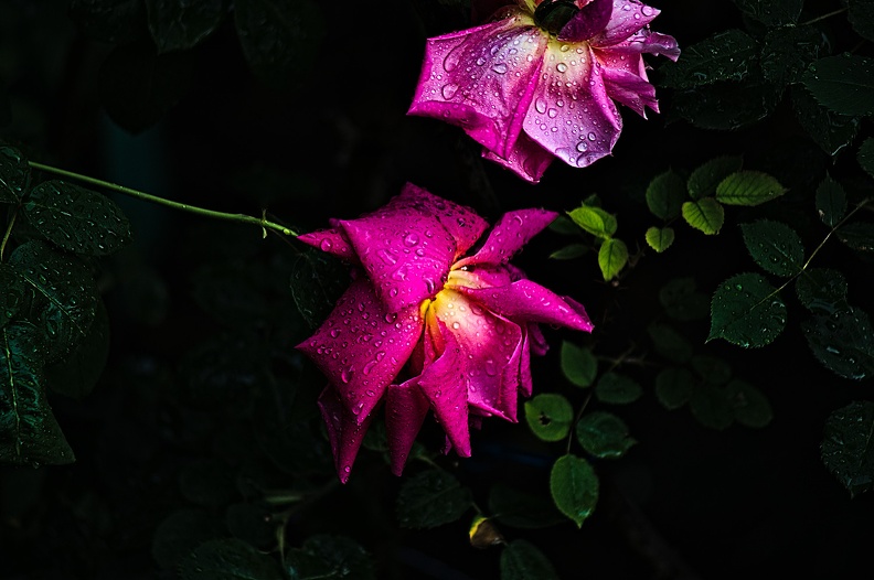 rosa centifolia 2022.39_rt.jpg
