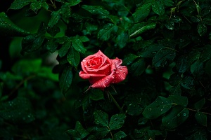 rosa centifolia 2022.41 rt