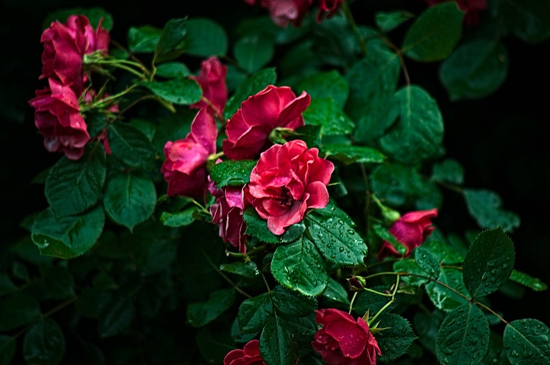 rosa centifolia 2022.42_rt.jpg