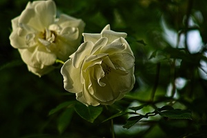 rosa centifolia 2022.43 rt