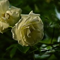rosa centifolia 2022.43 rt