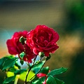 rosa centifolia 2022.46 rt