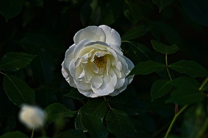 rosa centifolia 2022.47 rt