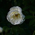 rosa centifolia 2022.47 rt