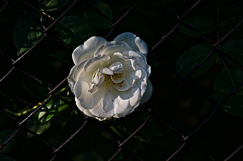 rosa centifolia 2022.48_rt.jpg