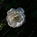 rosa centifolia 2022.48 rt