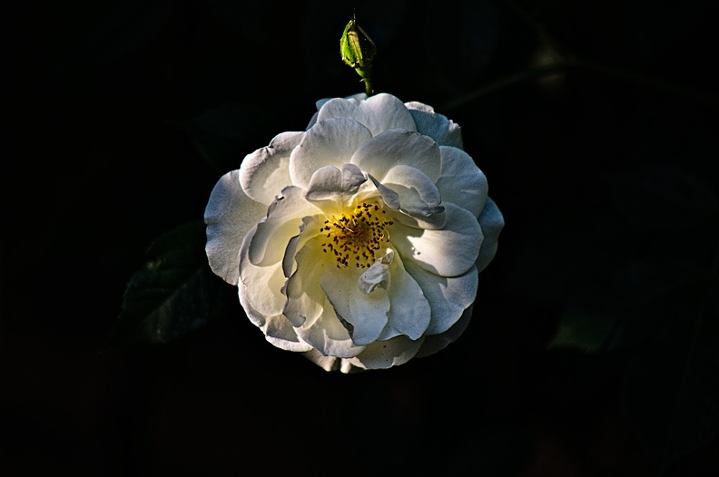 rosa centifolia 2022.49_rt.jpg