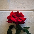 rosa centifolia 2022.50 rt