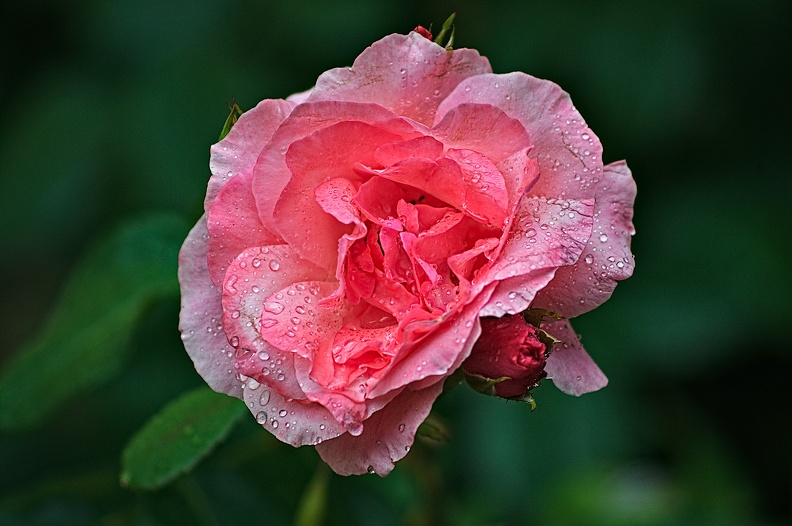 rosa centifolia 2022.51_rt.jpg