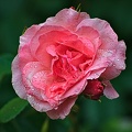 rosa centifolia 2022.51 rt