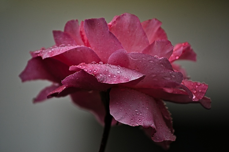 rosa centifolia 2022.53_rt.jpg