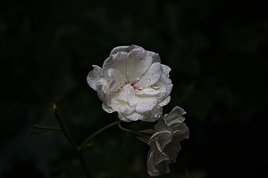 rosa centifolia 2022.54 rt