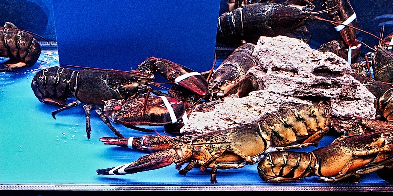 lobster 2006.01_rt.jpg