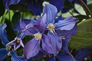 clematis 2022.02 rt