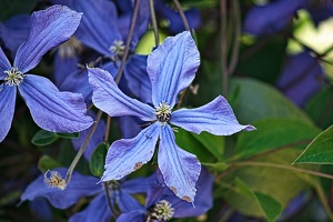 clematis 2022.01 rt