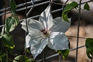 clematis 2022.04 rt