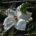 clematis 2022.05 rt