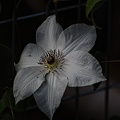 clematis 2022.06 rt