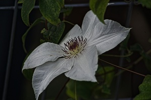 clematis 2022.07 rt