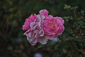 rosa centifolia 2022.56 rt