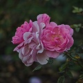 rosa centifolia 2022.56 rt