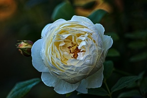 rosa centifolia 2022.57 rt