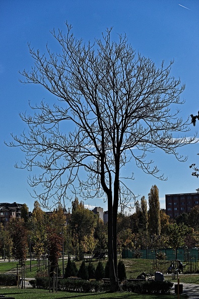 tree 2022.02_rt (2).jpg